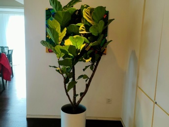 北京綠植花卉銷售趨勢 年宵與禮品市場的融合與發展