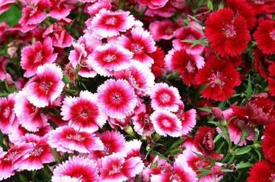 致富養花首選 禮品花卉銷售策略與高價值花卉推薦