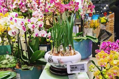 長寧各大商圈紅紅火火迎新春，禮品花卉銷售火爆顯年味