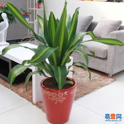 東城東直門易登網(wǎng)禮品花卉銷售 專業(yè)綠植服務(wù)，點(diǎn)亮城市生活