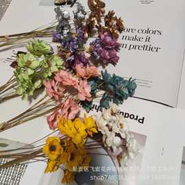 小孔雀苗 新興禮品花卉市場(chǎng)的璀璨新星